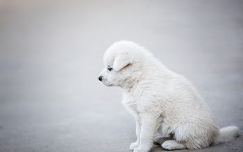 perro