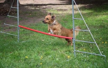 perro, salto, obstaculos