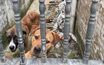 perros iniciativa dignidad canina