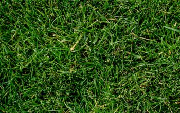 pexels-freestockpro-12932883