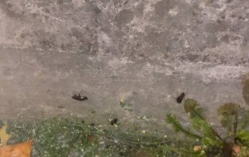 PLAGA DE CUCARACHAS ESTEIRO