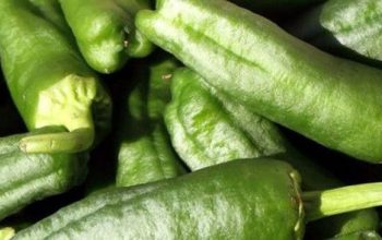 pimientos couto