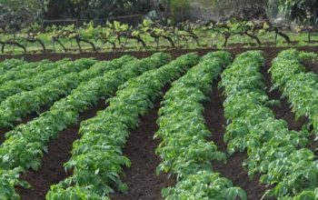plantacion patatas