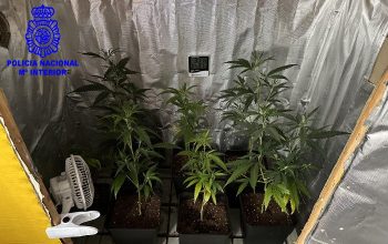 plantas marihuana