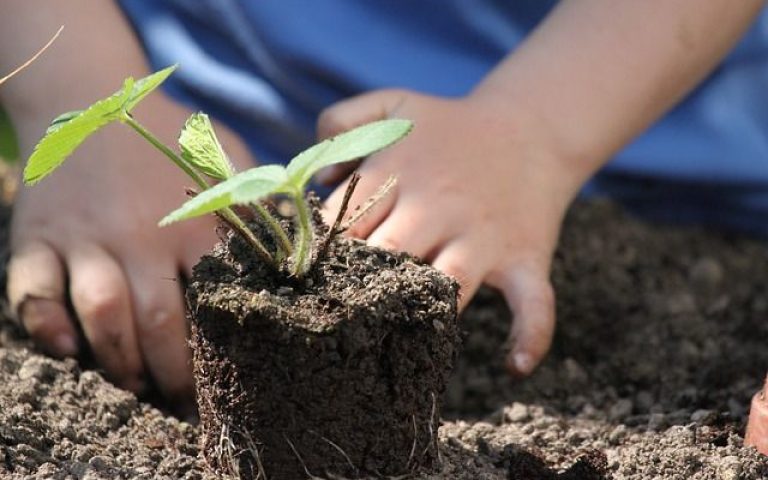 huerto niños huerta plantar