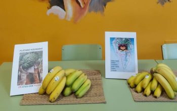 platanos atios