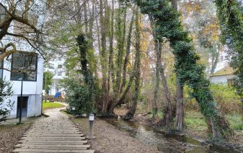 Limpieza de ríos en Fene