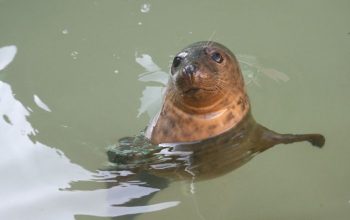 rube lobo de mar valdoviño