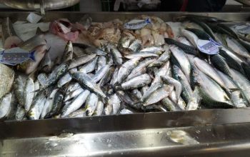 sardinas plaza ferrol