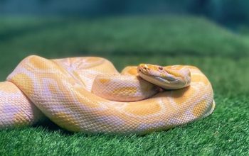 snake-6928538_640