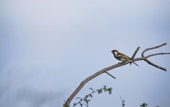 aves pajaros observacion