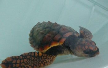 tortuga
