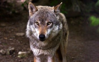 lobo